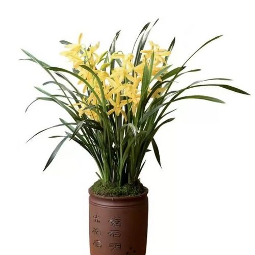 Cymbidium ensifolium ‘Golden prodigy’