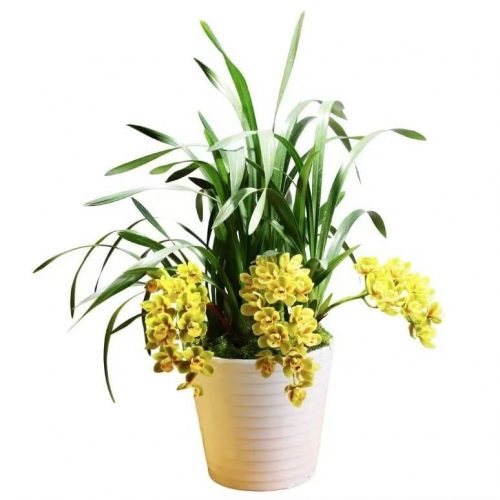 Cymbidium ensifolium ‘Honey peach’