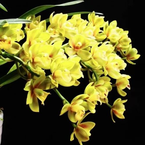 Cymbidium ensifolium ‘Honey peach’