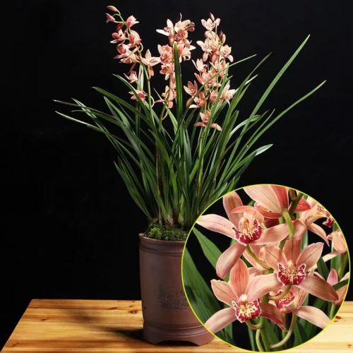 Cymbidium ensifolium ‘HongJian’