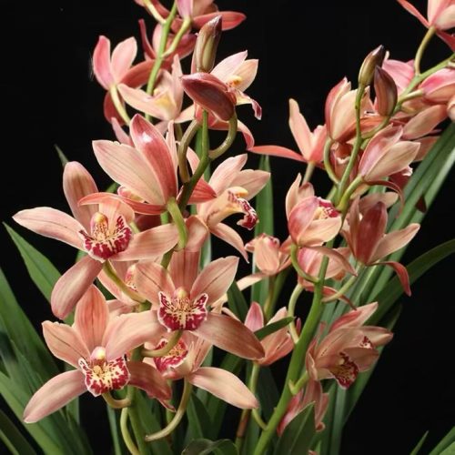 Cymbidium ensifolium ‘HongJian’