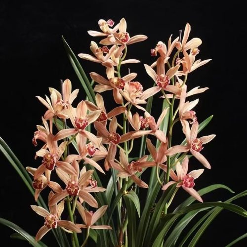 Cymbidium ensifolium ‘Hongfenjiaren’