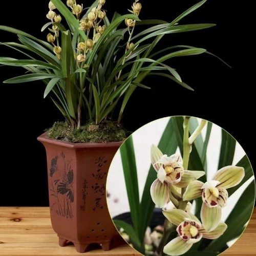 Cymbidium ensifolium ‘JinHe’