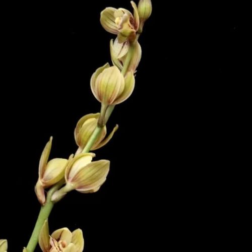 Cymbidium ensifolium ‘JinHe’