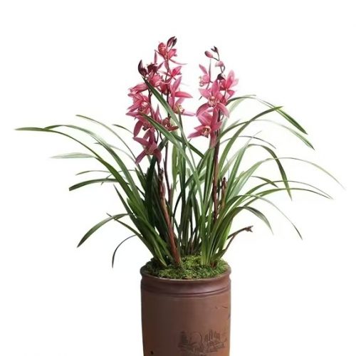 Cymbidium ensifolium ‘Moon goddess’