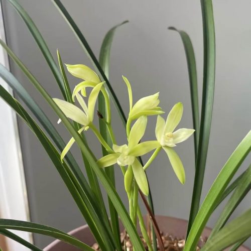 Cymbidium ensifolium-TianXiangSu