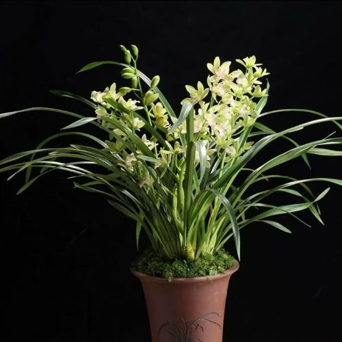 Cymbidium ensifolium ‘XiangFei’