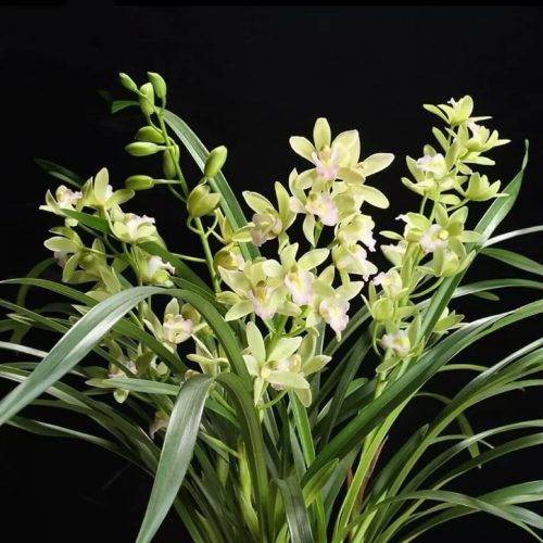 Cymbidium ensifolium ‘XiangFei’