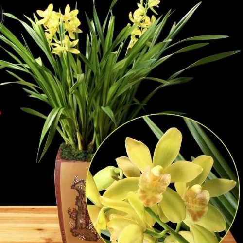 Cymbidium ensifolium ‘ZuiXianZi’