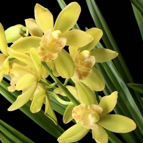 Cymbidium ensifolium ‘ZuiXianZi’