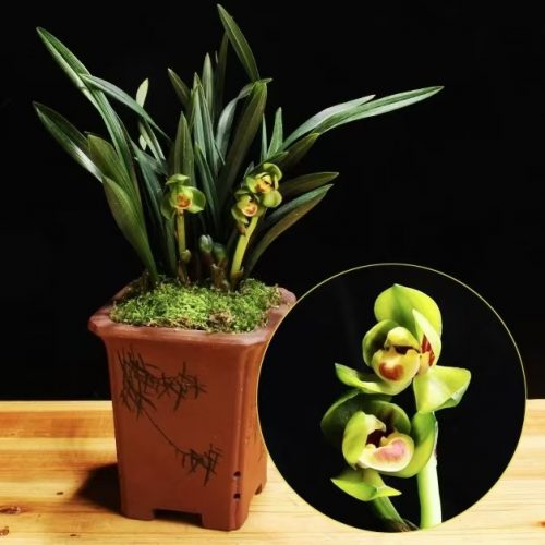 Cymbidium goeringii ‘Yu Ling Long’