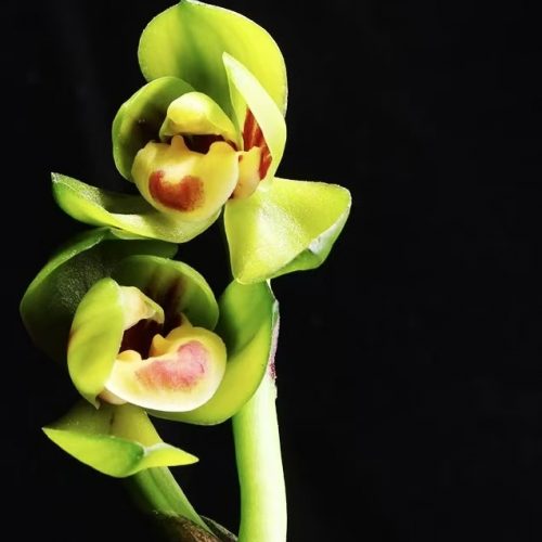 Cymbidium goeringii ‘Yu Ling Long’