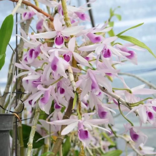 Dendrobium anosmum