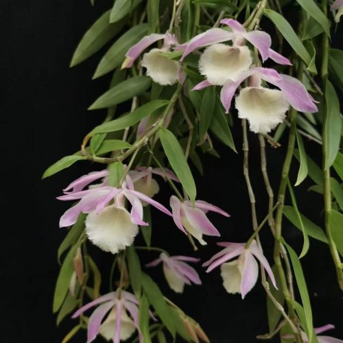 Dendrobium aphyllum