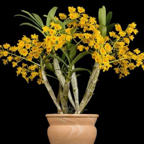 Dendrobium chrysotoxum