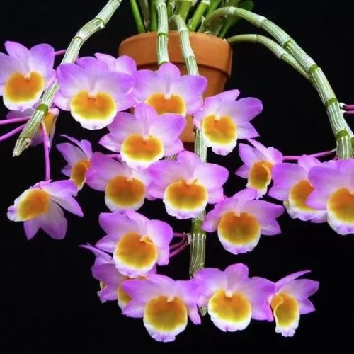 Dendrobium crepidatum