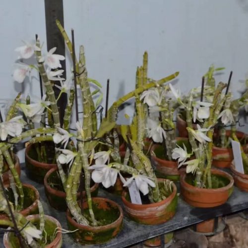 Dendrobium cretaceum