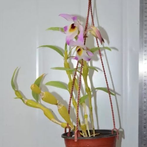 Dendrobium findlayanum