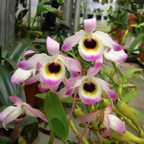 Dendrobium findlayanum