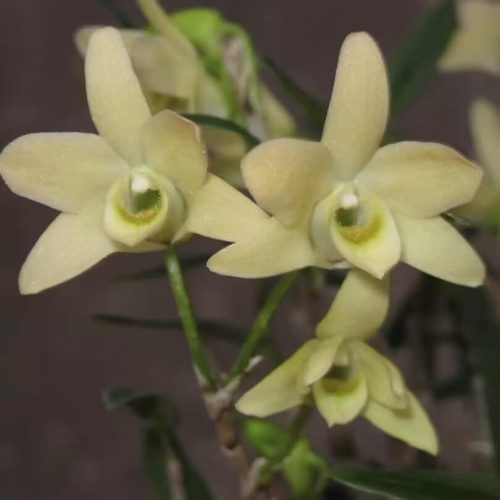 Dendrobium huoshanense