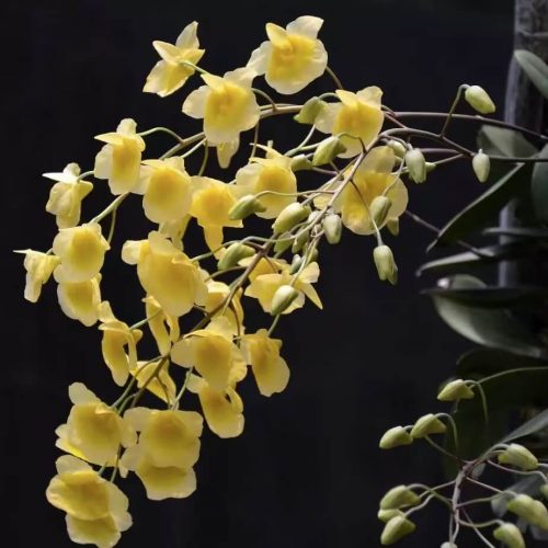 Dendrobium lindleyi