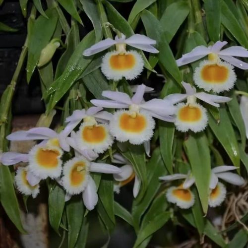 Dendrobium loddigesii