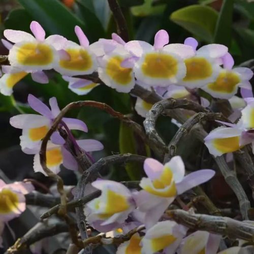 Dendrobium primulinum