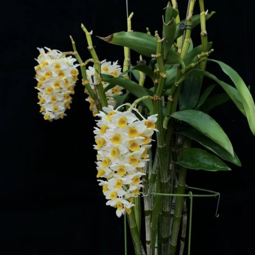 Dendrobium thyrsiflorum