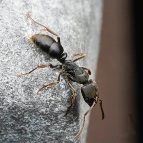 Ectomomyrmex javanus