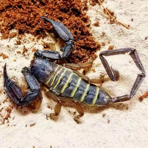 Hadogenes Paucidens (Banded Flat Rock Scorpion)