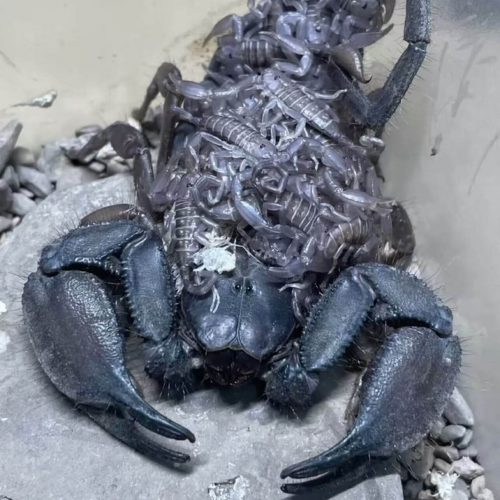 Hadogenes Paucidens (Banded Flat Rock Scorpion)