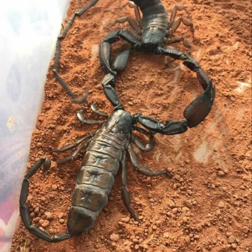 Hadogenes troglodytes (Giant flat rock scorpion)