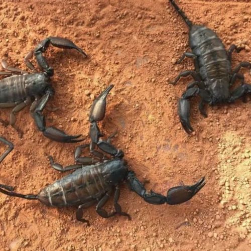 Hadogenes troglodytes (Giant flat rock scorpion)