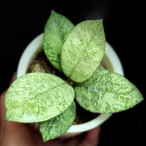 Hoya Crassipetiolata Round Leaf Splash