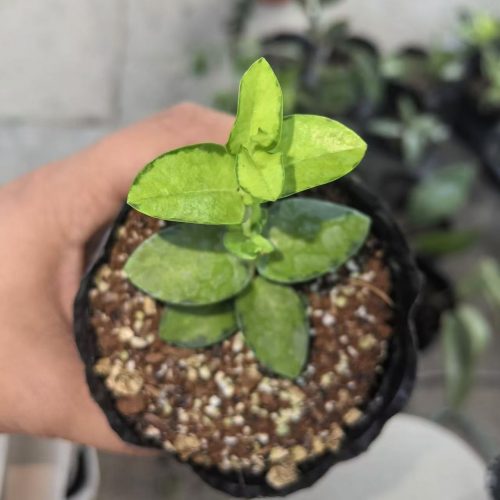 (Rare) Hoya cumingiana inner variegated