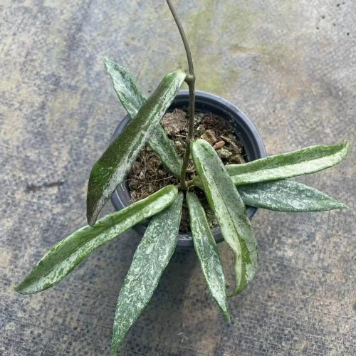 Hoya minibelle silver