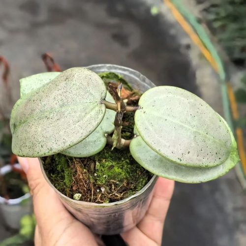 (Rare) Hoya silver heart