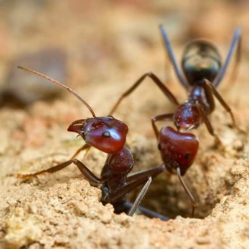 Iridomyrmex purpureus – Meat Ant