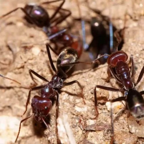 Iridomyrmex purpureus – Meat Ant