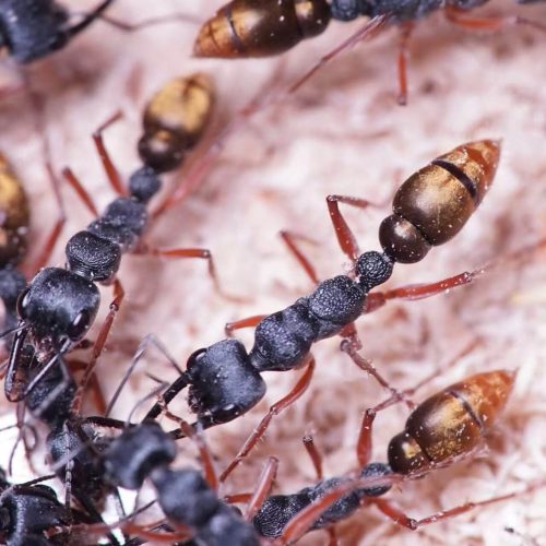 Myrmecia fulvipes (Golden Tailed Bull Ant)