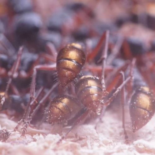 Myrmecia fulvipes (Golden Tailed Bull Ant)