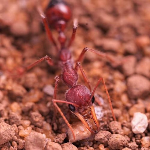 Myrmecia gulosa