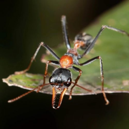 Myrmecia nigrocincta (Bull Ant)