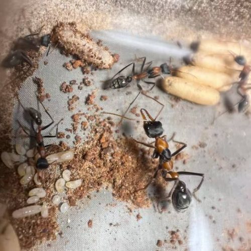 Myrmecia nigrocincta (Bull Ant)