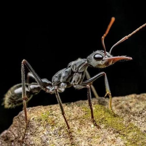 Myrmecia pyriformis (Bull Ant)