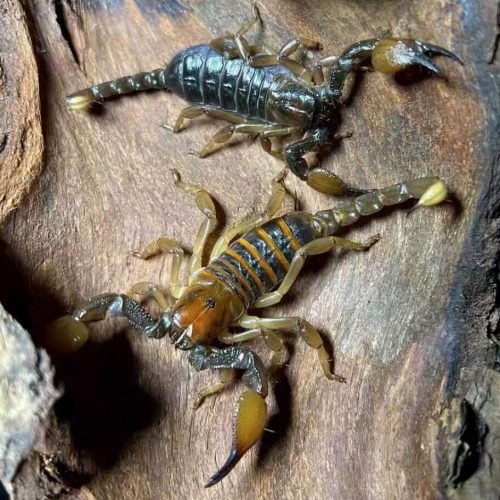 Opistophthalmus carinatus (Robust burrowing scorpion)