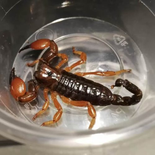 Pandinus Cavimanus (Red Clawed Scorpion)