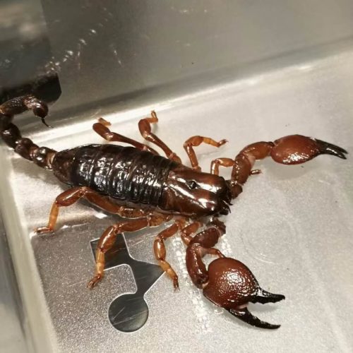 Pandinus Cavimanus (Red Clawed Scorpion)