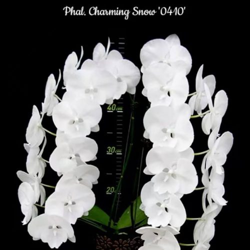 Phal. Charming Snow ‘0410’