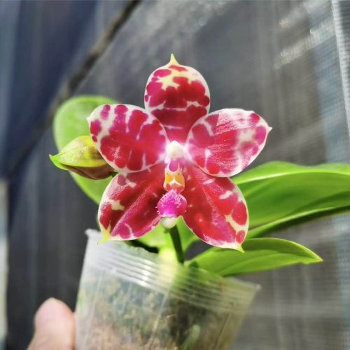 Phalaenopsis KS Super Zebra